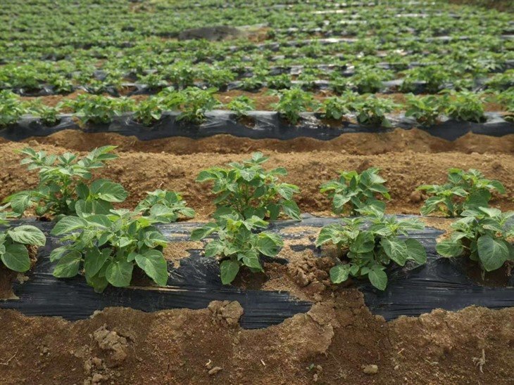 Nutrient-based Degradable Mulch Paper For Potato price