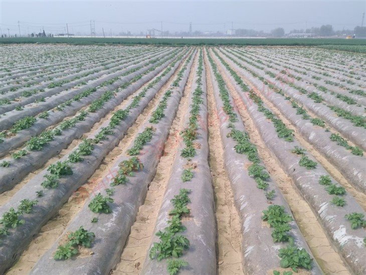 Nutrient-based Degradable Mulch Paper For Potato high quality